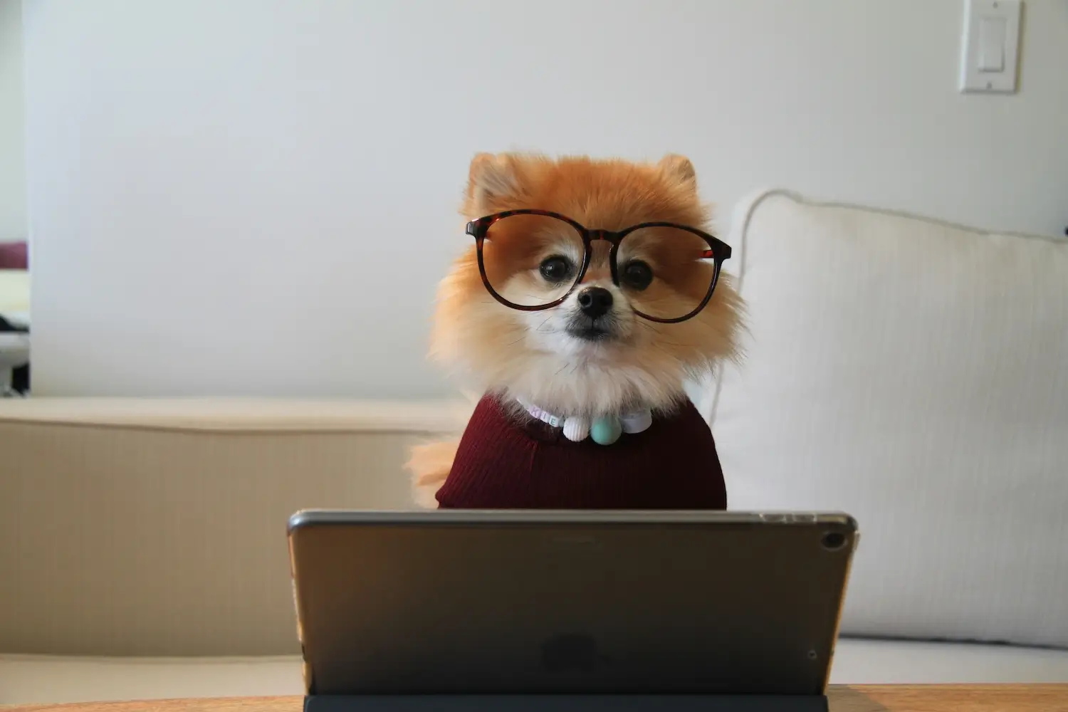Hond met bril achter laptop